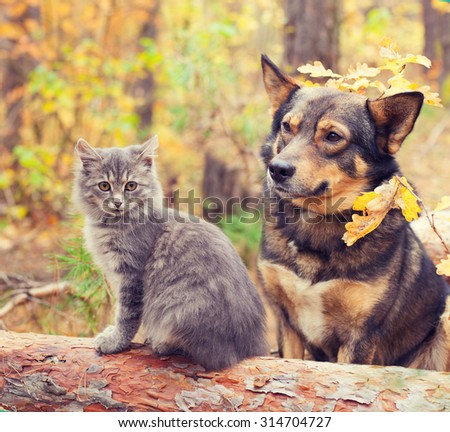 Dog and cat outdoors in autumn forest