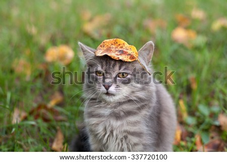 Siberian cat with leaf on the head outdoors in fall