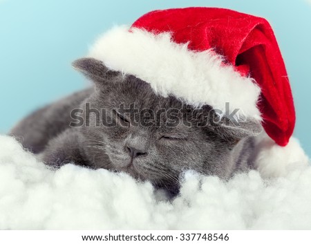 sleeping little kitten wearing Santa hat