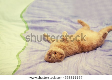 Scottish fold cat sleeping  on back on a blanket