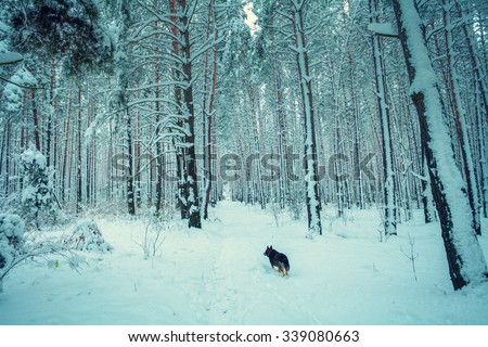 Winter snowy forest, dog walking in the forest