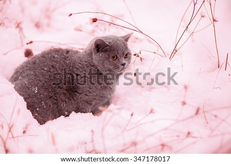 Kitten walking on the snow. Pink tinted.