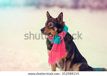 Portrait of dog wearing scarf walking outdoor in winter