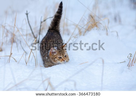 Little kitten  walking in the snow