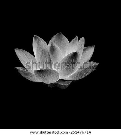 Red lotus isolated on black background.