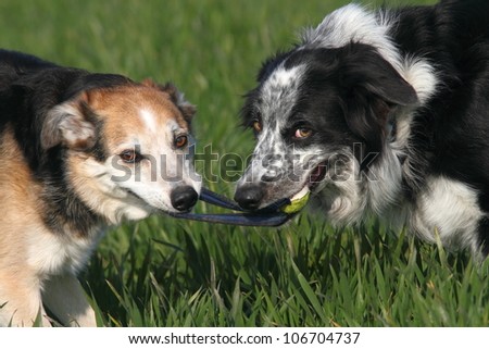 Two collie type dogs playing tug of war with a ball.