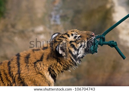 Tiger cub playing tug of war with a water hose.