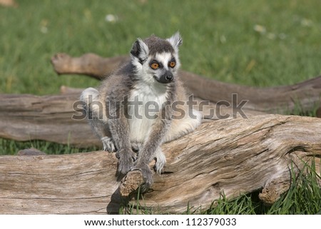 Young lemur, a ring tailed lemur sitting on a piece of wood, on a sunny summer\'s day.
