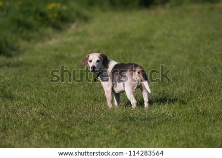 A lone Beagle dog with a cute expression watching other dogs in the park outdoors.
