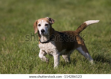 A beautiful beagle hound dog standing with tail held high, and one front leg bent watching other dogs in the park outdoors.