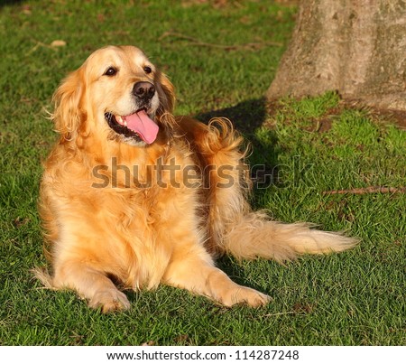Golden Retriever dog lying down in a meadow on a sunny summer\'s day.  Golden Retriever\'s make wonderful family pets.