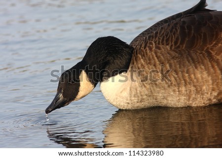 A Canada Goose drinking from the lake in the evening light, with a water drip, reflection, and ripples in the water