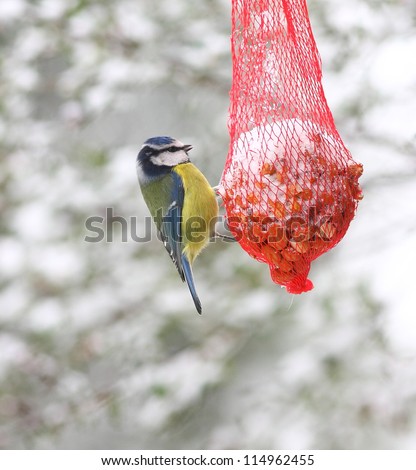 Blue tit bird feeding on a red net peanut feeder, in the snow at winter time. Latin name Cyanistes caeruleus.