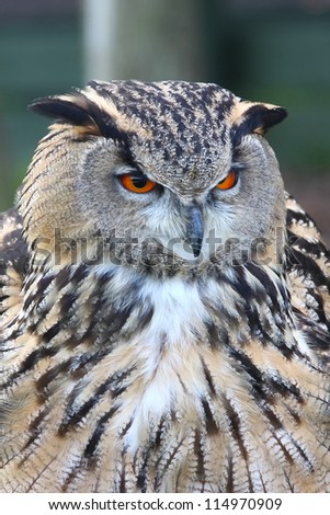 Eagle Owl, the largest owl of all, the European Eagle Owl