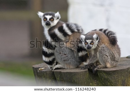 Female ring tailed lemur with her young baby sitting on a wooden tree stump. Latin name Lemuriformes.