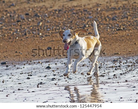 Beagle dog on holiday enjoying a evening run on the beach.