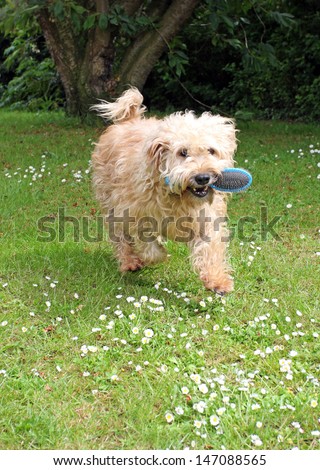 Happy Wheaten terrier running outside with a dog brush in its mouth, wanting a groom.