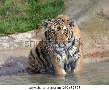Healthy young Tiger cub sitting in water