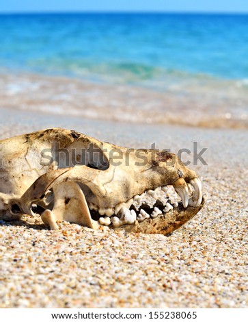 Dog skull on the beach against blue sky