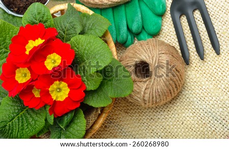 Beautiful red primula in flowerpot and gardening tools. Gardening tools.