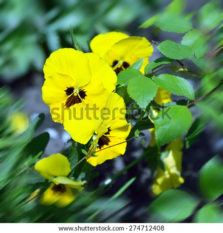 Yellow wild pansy flowers / Viola tricolor/ Alpine violet flowers growing in Swiss Alps