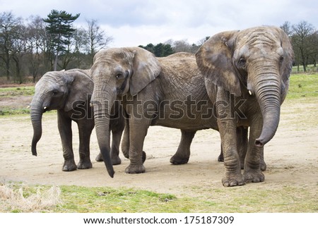 Herd of three elephants with outdoors background