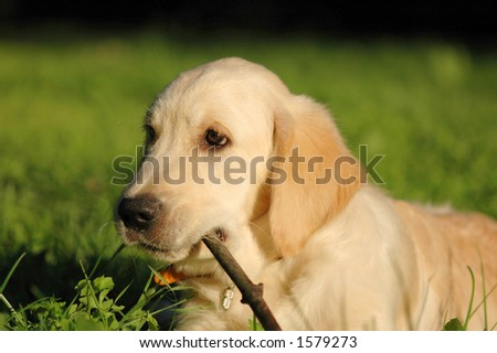 Golden Retriever Puppy Chewing a Stick