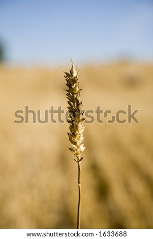 Single Corn