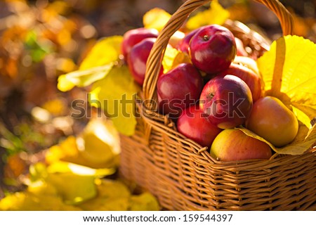 Full basket of red juicy organic apples with yellow leaves on autumn outdoors with soft sun backlit. Good harvest of apples in fall.
