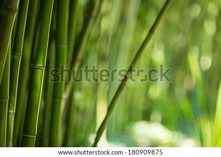 Asian zen green bamboo forest background