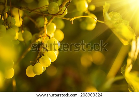Ripe grapes on a vine with bright sun shining through the green grape leaves. Vineyard harvest.