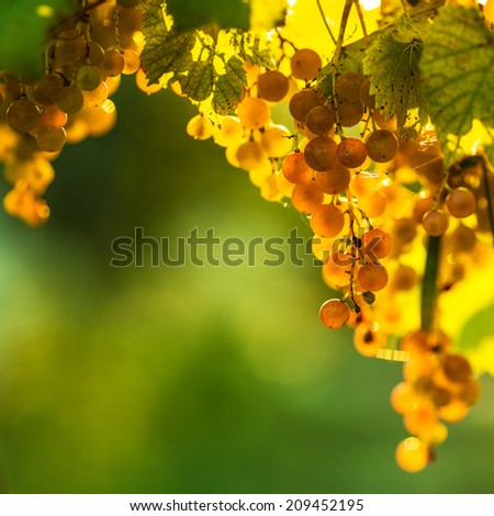 Ripe grapes on a vine with bright sun shining through the green grape leaves. Vineyard harvest season.