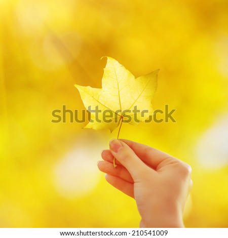 Woman hand is holding yellow maple leaf on an autumn yellow sunny background. Sunny autumn concept.
