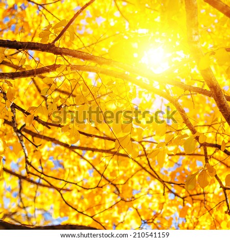 Sunny autumn background. Fall yellow leaves on a branches with bright sun shining trough background.