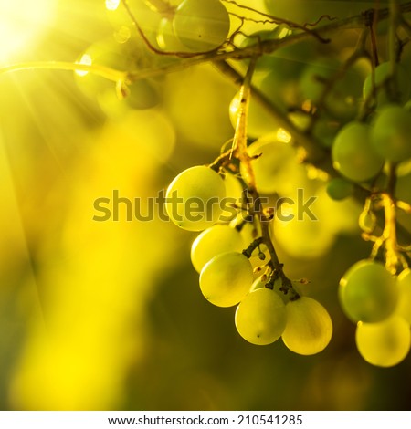 Ripe grapes on a vine with bright sun shining through the green grape leaves. Vineyard harvest season.