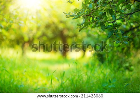 Apple garden green sunny background. Summer and autumn sesonal.