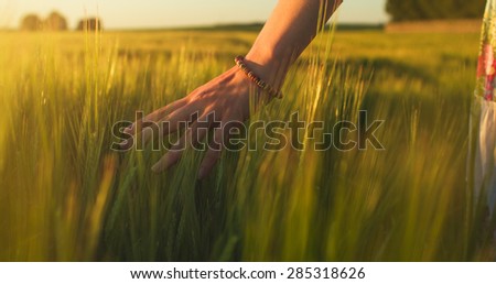 Woman\'s hand touch young wheat ears at sunset or sunrise. Rural and natural scenery.