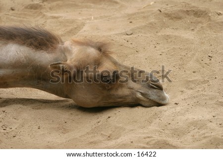 Camel resting head in the sand