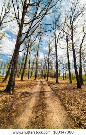 Landscape with dirt road in a beech forest with blue sky and clouds