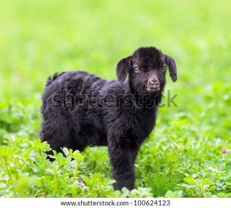 Portrait of a new born baby goat standing in a grass field