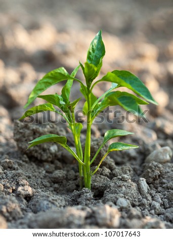 Little pepper seedling planted outdoor in a garden