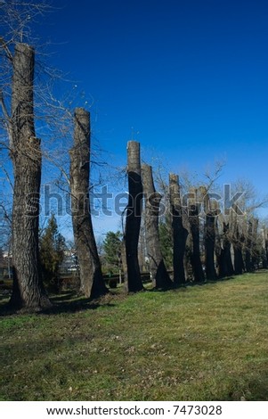 Row of trimmed trees on blue sky background