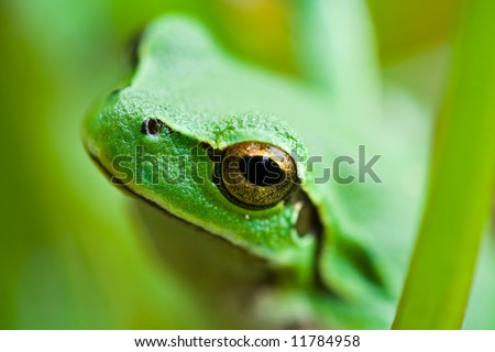 Extreme close-up of a green tree frog with vivid colors. Extremely detailed, with skin texture and eye reflections.