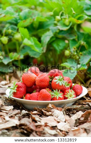 Strawberries on a plate on the ground near strawberries field