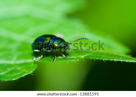 Very detailed macro of a green beetle  walking on a leaf