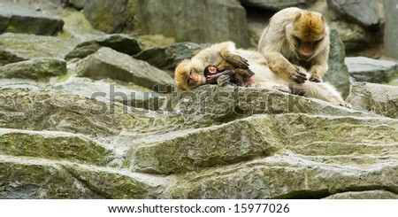 Family of macaques taking care of each other