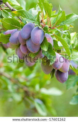 stock-photo-bunch-of-plums-on-a-tree-branch-17601262.jpg