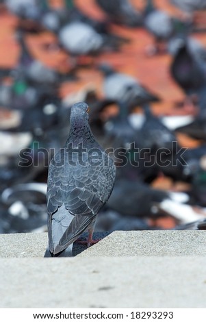 Many pigeons in park, focus is on the first pigeon which appears to be the leader