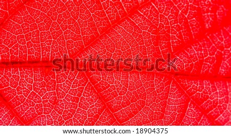 Very detailed close up of a red leaf