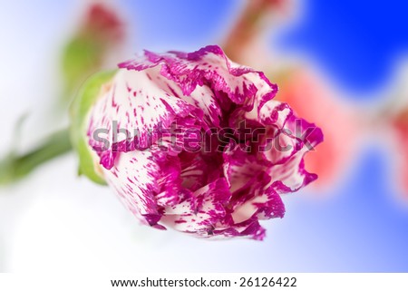 a carnation flower